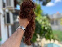 Kg garantili A kalite lekesiz poodle yavrularımız