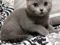Scottish Fold British Longhair Yavru Kediler Adana
