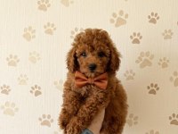 POODLE TOY MUHTEŞEM BEBEKLER