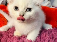 Orjinal safkan british shorthair yavrular