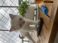 Secereli 60 günlük dişi yavrularımız british shorthair