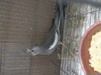 Yavru sultan wf albino ve grey 1 takim wf sultan