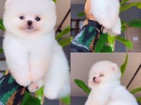 Pomeranian boo seçkin yavrularımıza yuva arıyoruz