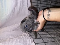FRENCH BULLDOG YAVRULARIMIZ
