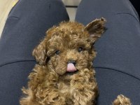 Korekan Toy Poodle Bebekler