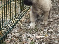 A kalite kangal yavrular detaylı bilgi için arayınız