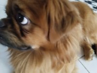 Gelin adayı aranıyor pekinez