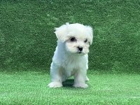 MÜKEMMEL MALTESE YAVRU