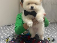 Yakışıklı erkek pomeranian