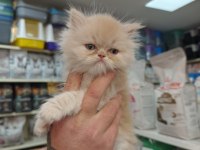 Türünün Güzel Örneklerinden British Longhair Yavrular