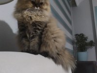 British Longhair Kızımız sahip arıyor.