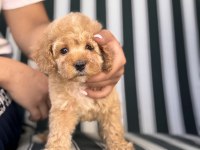 Orjinal Babyface Toy poodle yavrular