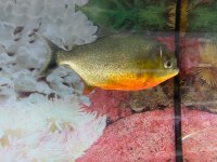 ERKUT PET'DEN NATTERİ PİRANA