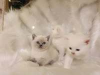 Sevimli british shorthair bebekler