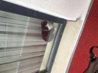 KEDİYE YUVA!! Sokağa bırakmak istemiyorum, lütfen
