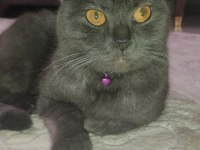 Scottish fold kedim yuva arıyor