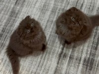 Chocolate Kediler