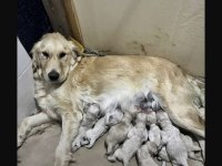 A kalite ırk sağlık garantili Golden retriever yavrular