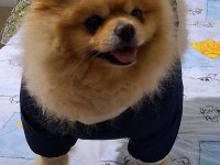 Pomeranian Boo 2,5 Yaşında