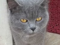 Ücretsiz Sahiplendirme British Shorthair 1 Yaşında