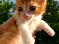 KIVANÇ YUVA ARIYOR SARMAN KEDİMİZ