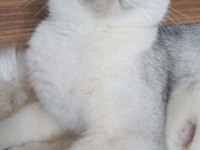 2 yaşında dişi British Shorthair