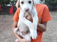 Kırma terrier anneden 5 tatlış yavru