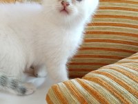 British longhair