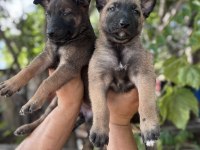 Malinois safkan bebekler her ile yollarım