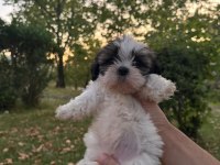 YAVRU SHİH TZU SAHİPLENDİRİLECEK