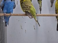 Show jumbo muhabbet kuşları