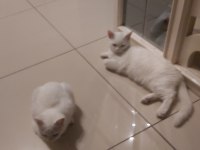 Sakin huylu dinginlik yaratan 3 aylık dişi yavru kediler