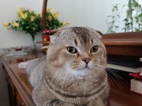 1 YAŞINDAKİ SCOTTİSH FOLD OĞLUMA EŞ ARIYORUM