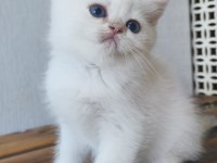 British Shorthair Ny12 33 Erkek
