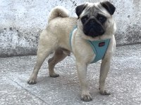 Genç Erkek Pug