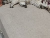 1 yaşında british shorthair