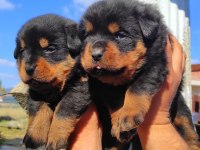 Macar Kafa Rottweiler Yavrular