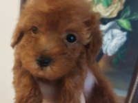 Red Brown Üst Kalite Toy Poodle Yavrular