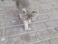 Sokağa terk edilmiş minik kedimiz için acil yuva