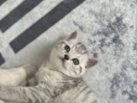 british shorthair bebeğimiz sahiplendirilecektir.