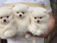 2 Erkek 1 Dişi Pomeranian