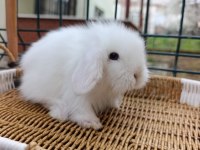Hollanda teddy lop tavşan yavrular