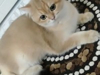 British Golden Shorthair ny 11 EVA