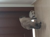 50 günlük erkek british shorthair