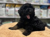 En nadir poodle rengi