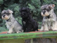 Secereli Schnauzer Yavrular