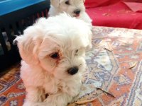 Terrier maltese yavruları