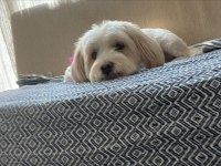 Terrier Dişi Kısır Köpeğimiz