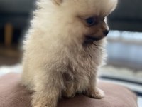 3 aylık minik pomeranian yavrumuz