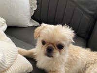 Pekinez köpeğimiz yeni sahibini arıyor